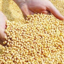 Soya Beans high protein and decent source carbohydrate and fat Kanozon.com